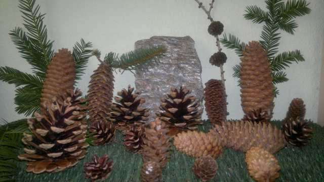 Tannenzapfen, Pinienzapfen, Kiefernzapfen, Douglasienzapfen, Naturdekoration, Weihnachtsdeko, Kränze, Wandschmuck